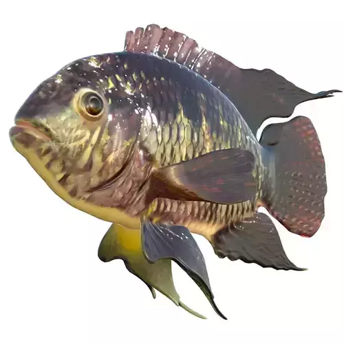 Black Acara