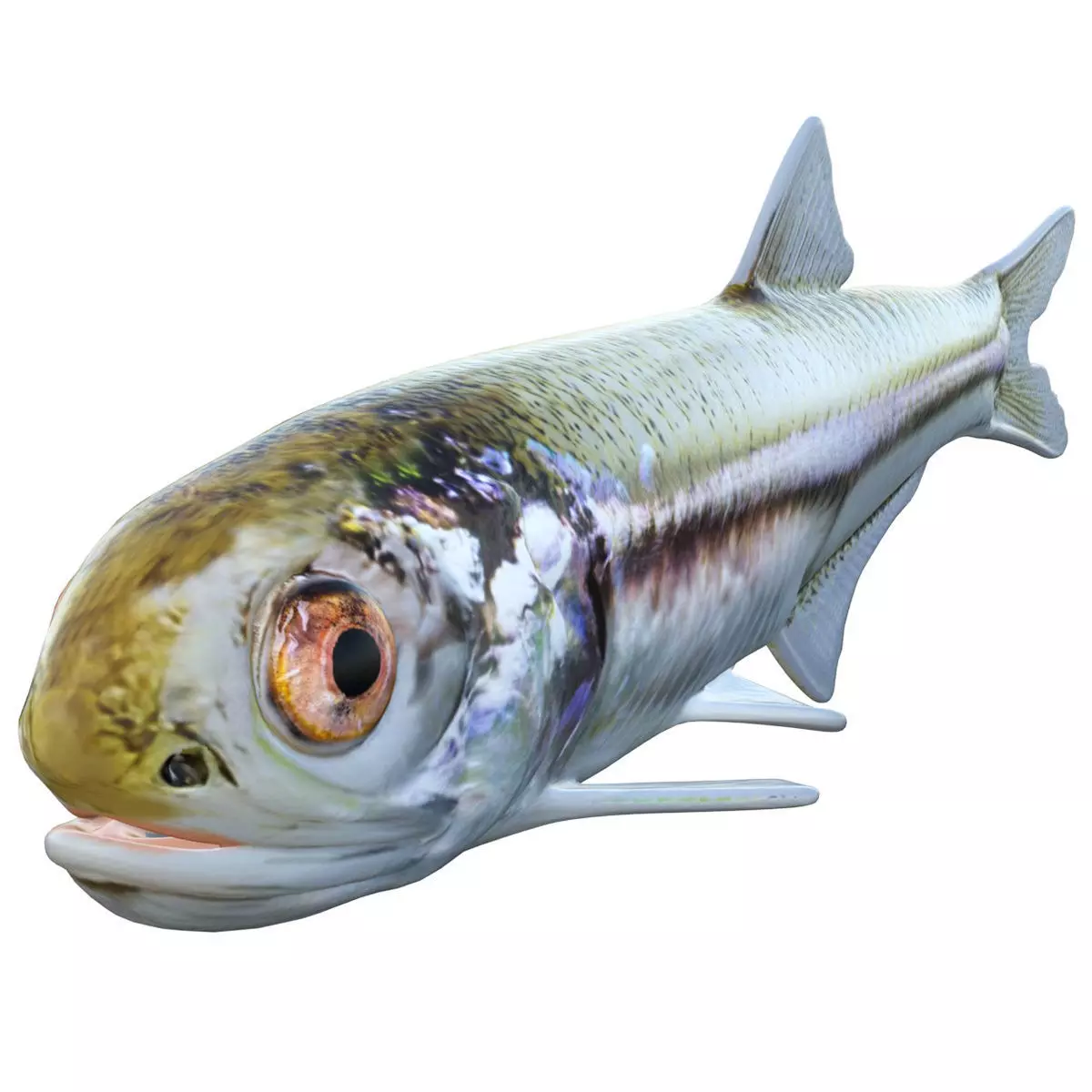 Bay Anchovy Low-poly 3D model