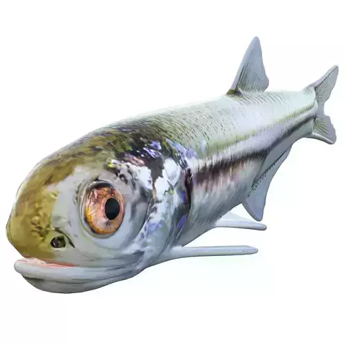 Bay Anchovy