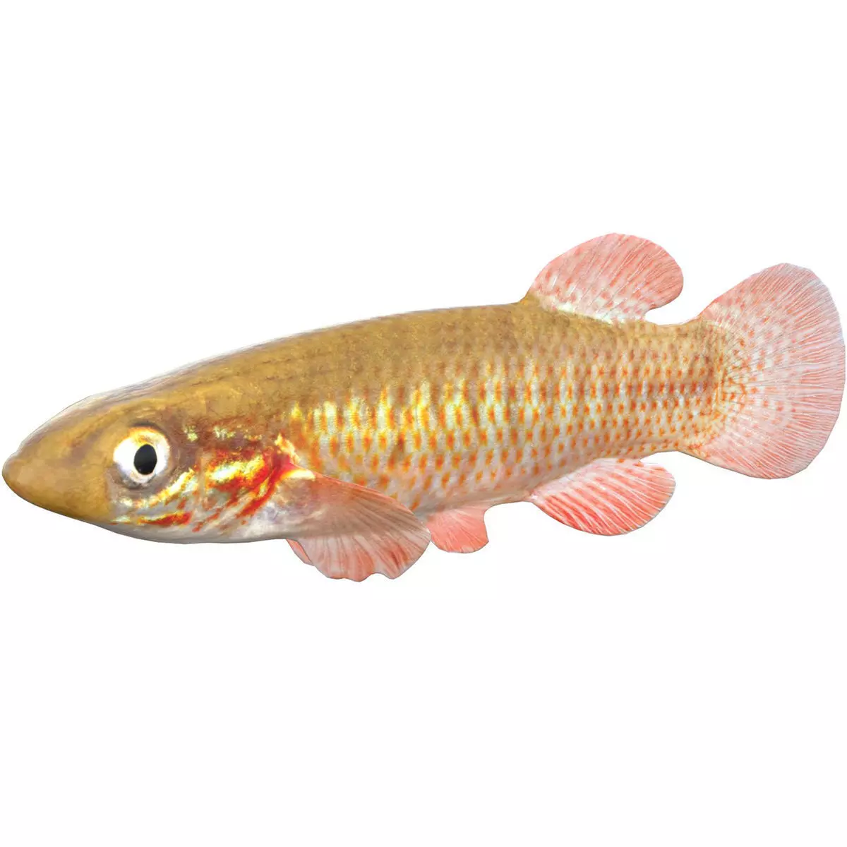 Banded Topminnow Low-poly 3D model