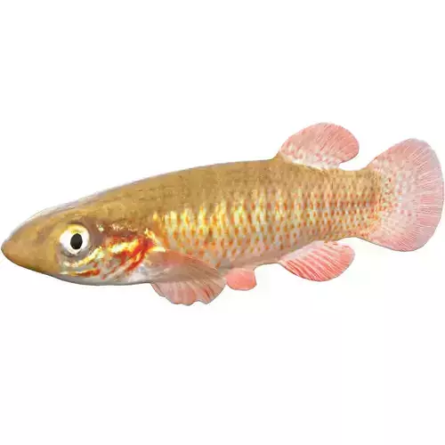 Banded Topminnow