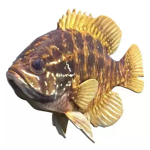 Banded Sunfish