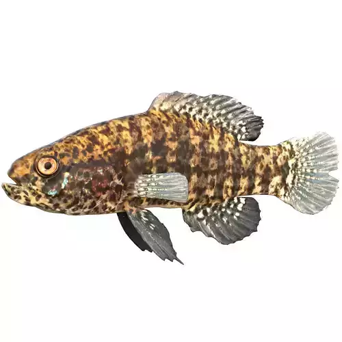 Banded Pygmy Sunfish
