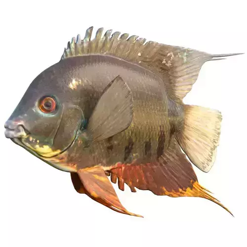 Banded Cichlid