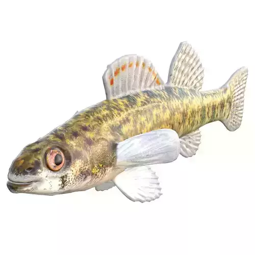 Backwater Darter