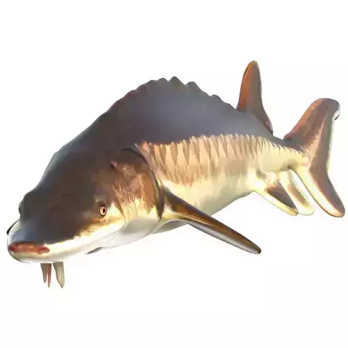 Atlantic Sturgeon