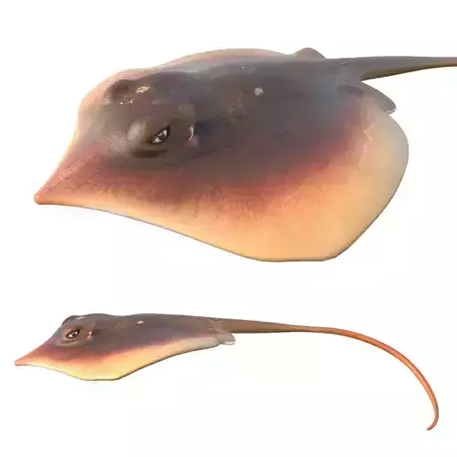 Atlantic Stingray