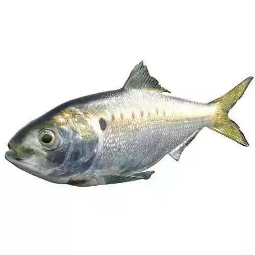 Atlantic Menhaden