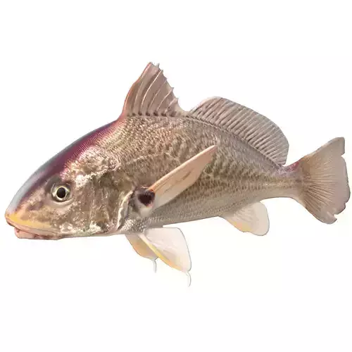 Atlantic Croaker
