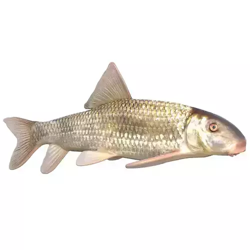 Apalachicola Redhorse