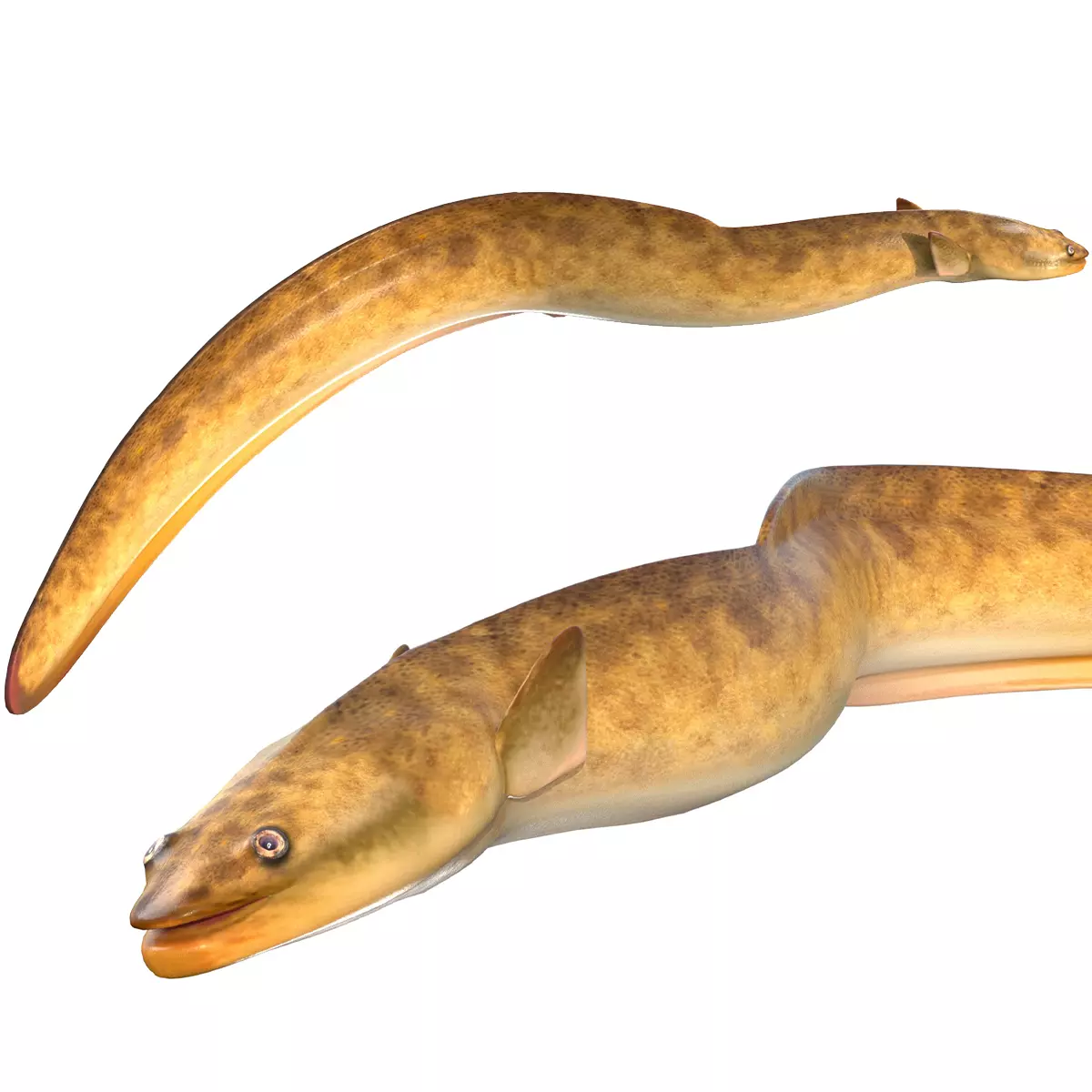 American Eel Low-poly 3D model