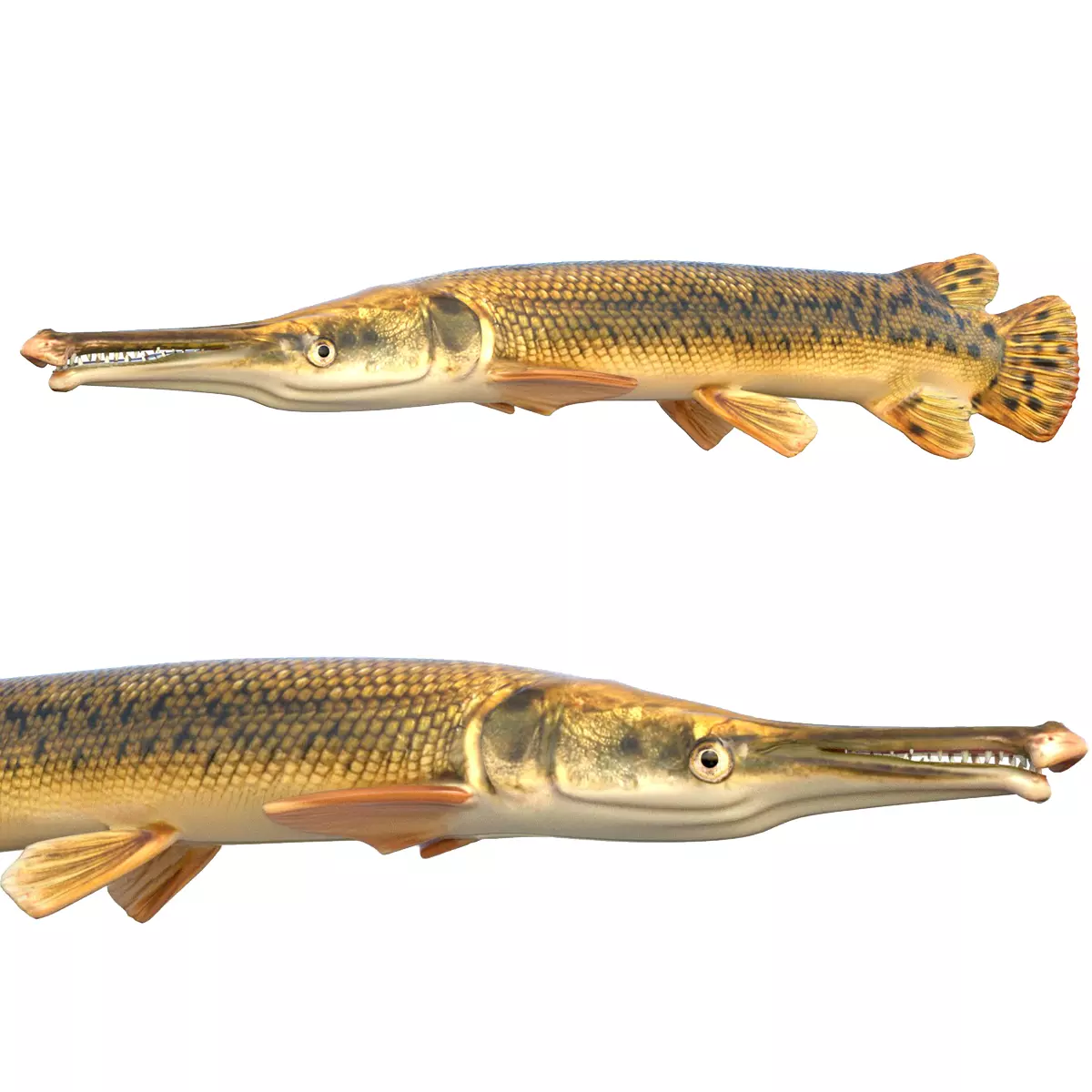 Alligator Gar Low-poly 3D model