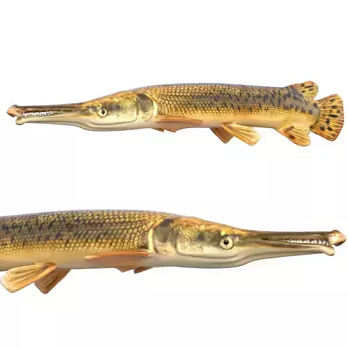 Alligator Gar