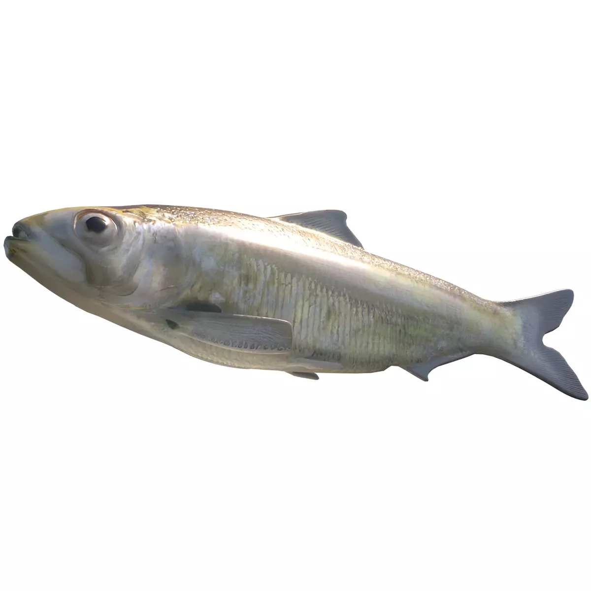 Alabama Shad Low-poly 3D model
