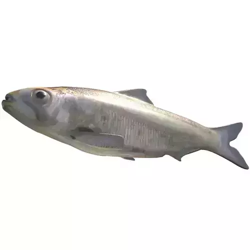 Alabama Shad