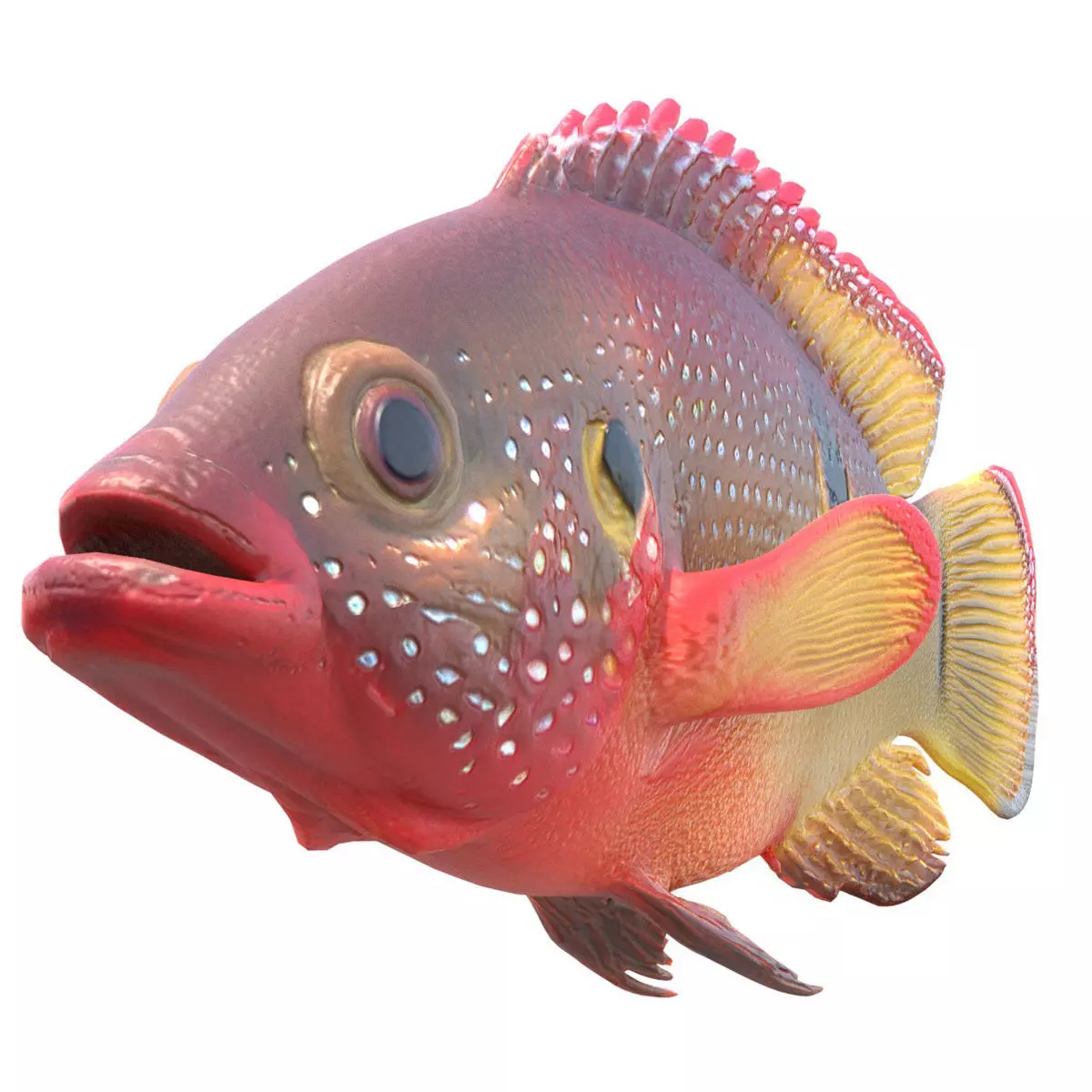 African Jewelfish Low-poly 3D model