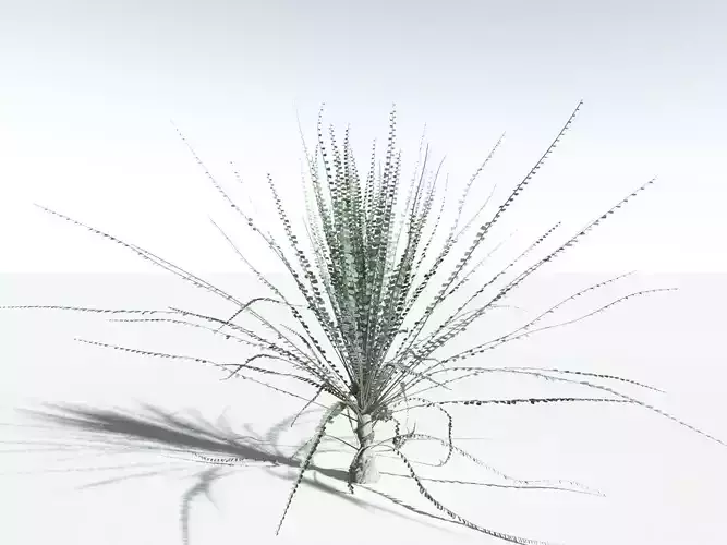 EVERYPlant Noeggerathia Foliosa