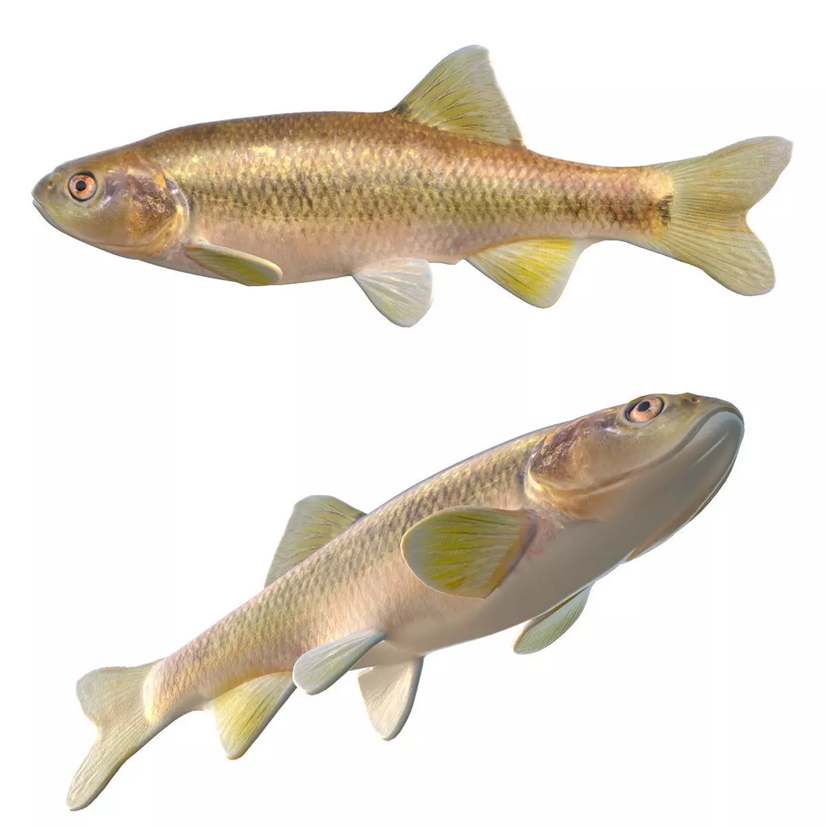 Dixie Chub Low-poly 3D model