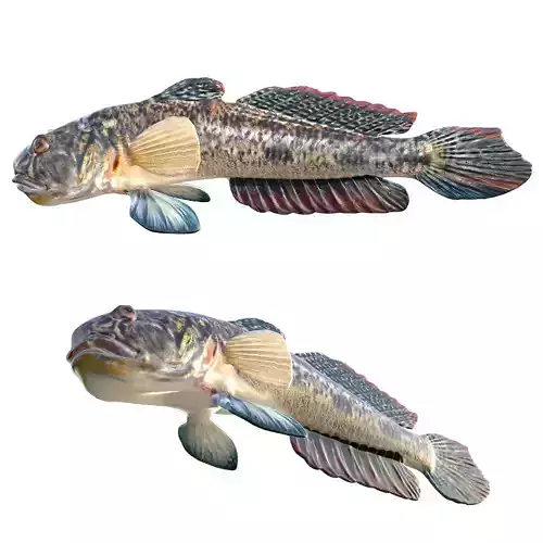 Freshwater Goby