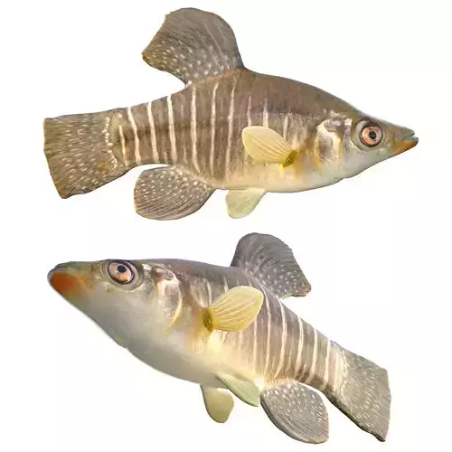 Diamond Killifish
