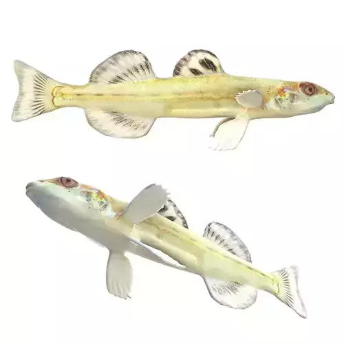 Florida Sand Darter