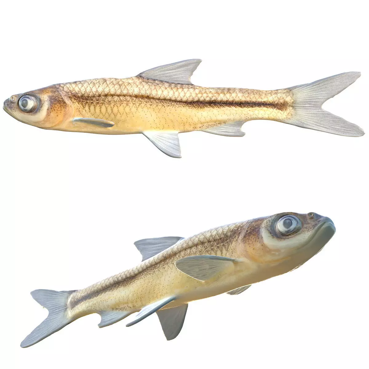 Cypress Minnow Low-poly 3D model