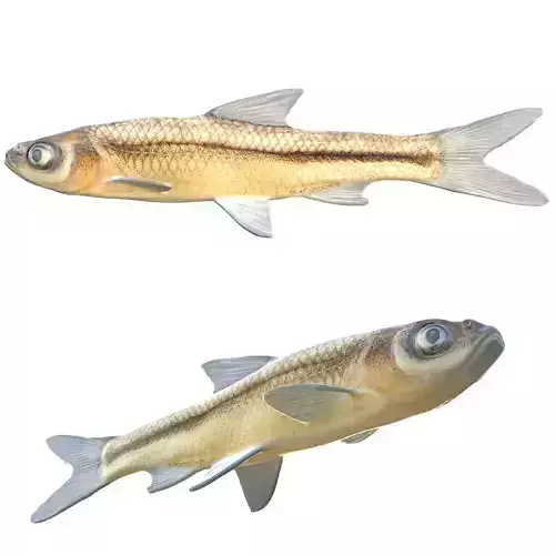 Cypress Minnow