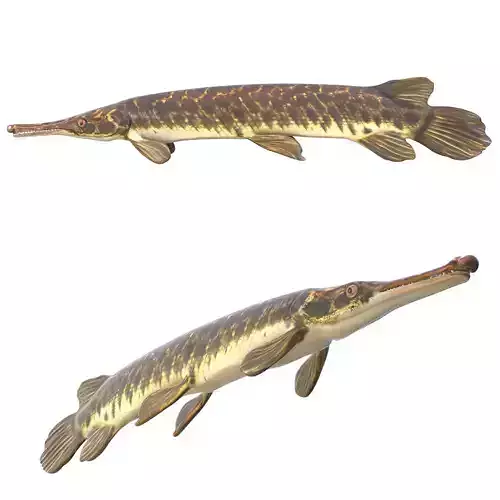 Florida Gar