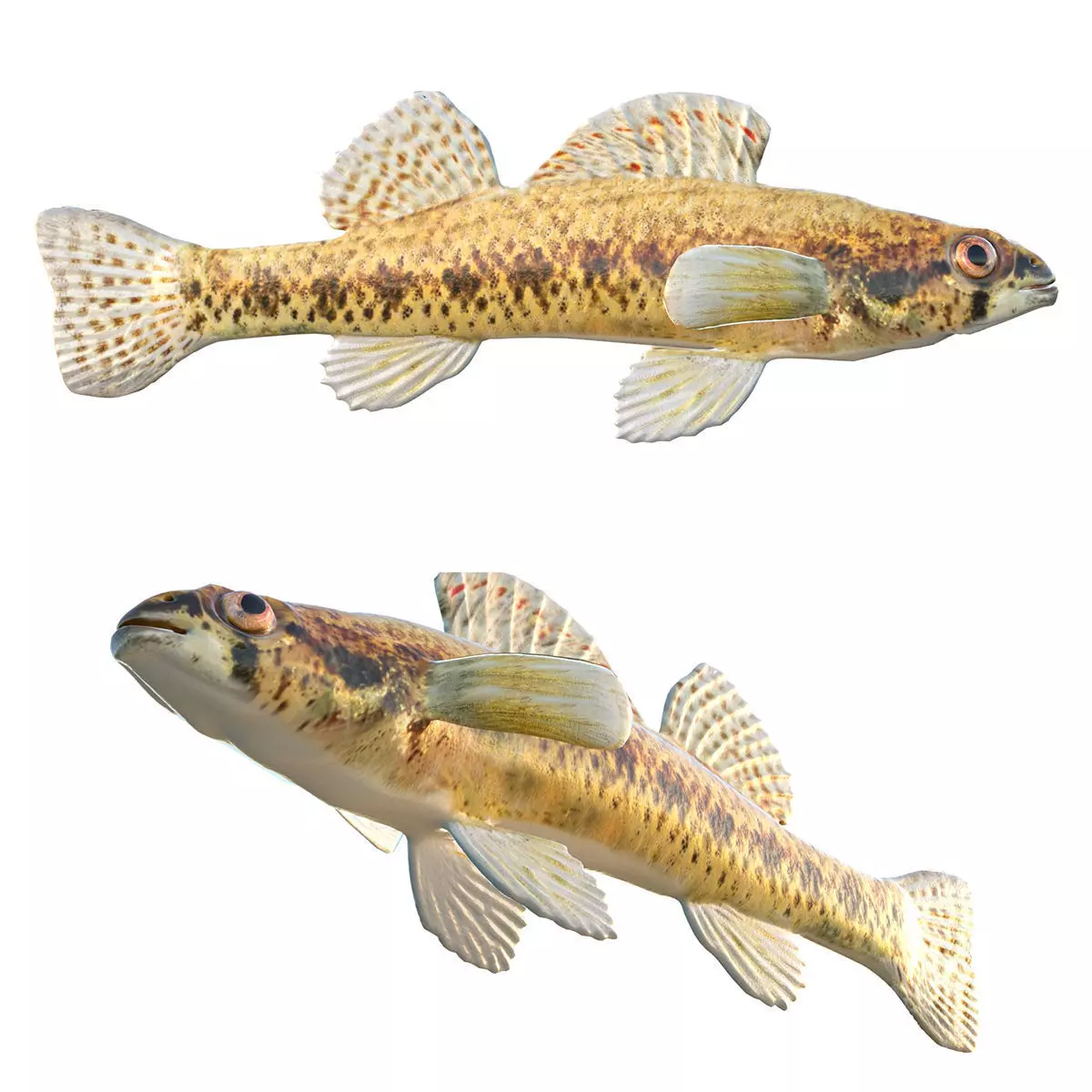 Cypress Darter Low-poly 3D model