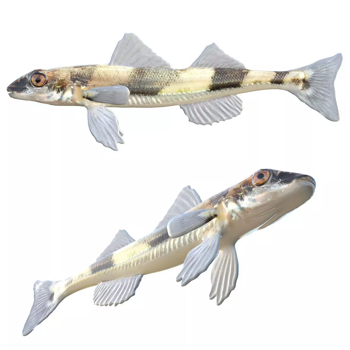 Crystal Darter Low-poly 3D model