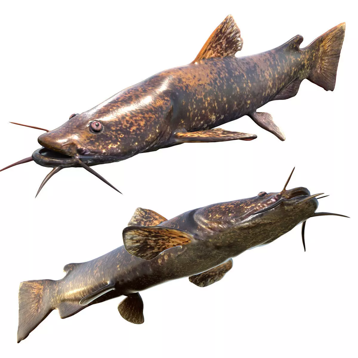Flathead Catfish Low-poly 3D model