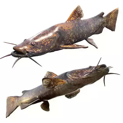 Flathead Catfish
