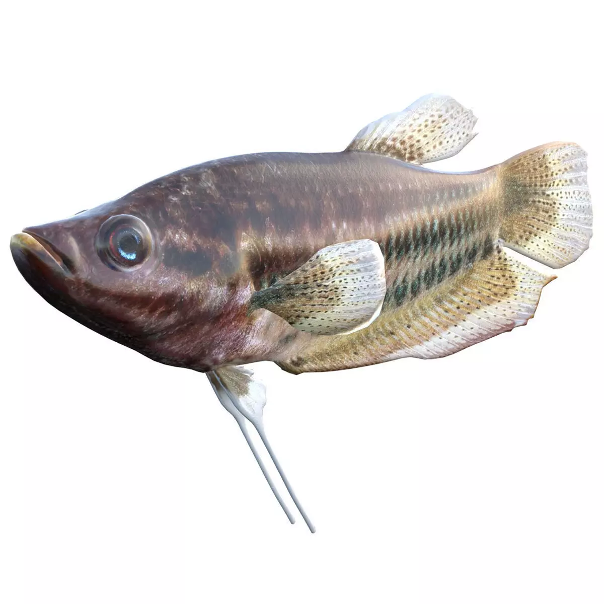 Croaking Gourami Low-poly 3D model