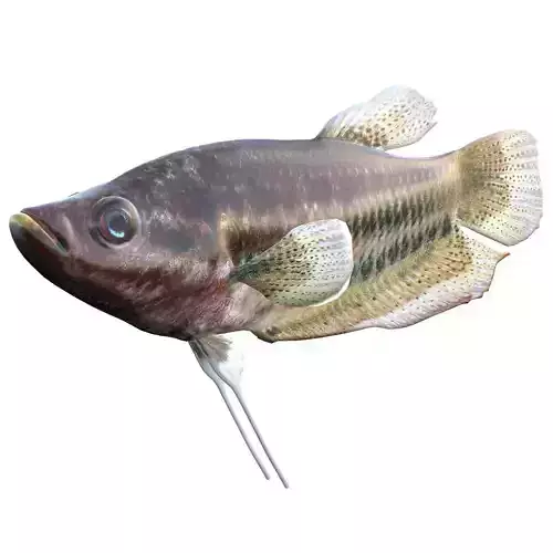 Croaking Gourami