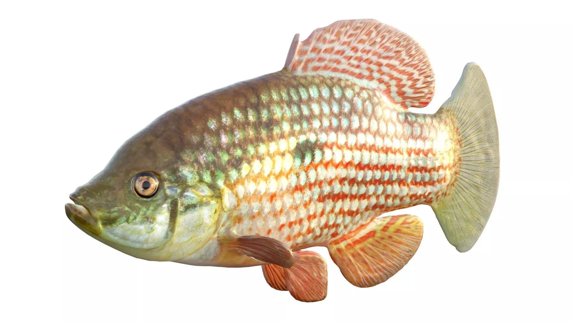 Flagfish Low-poly 3D model
