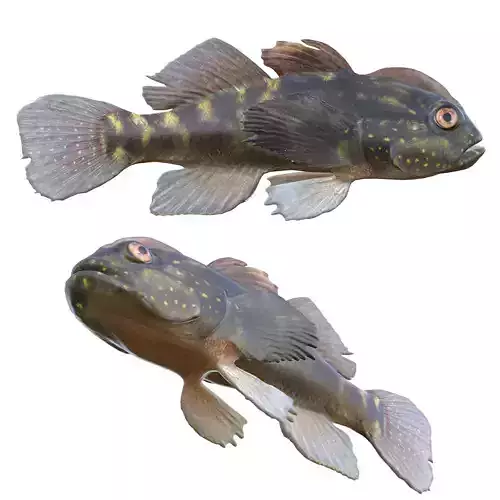 Crested goby