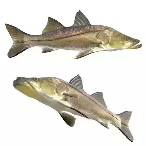 Common Snook
