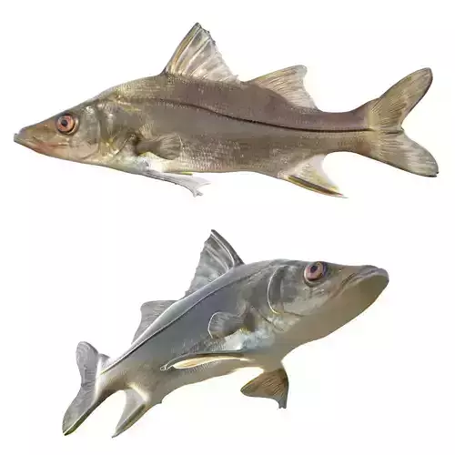 Fat Snook