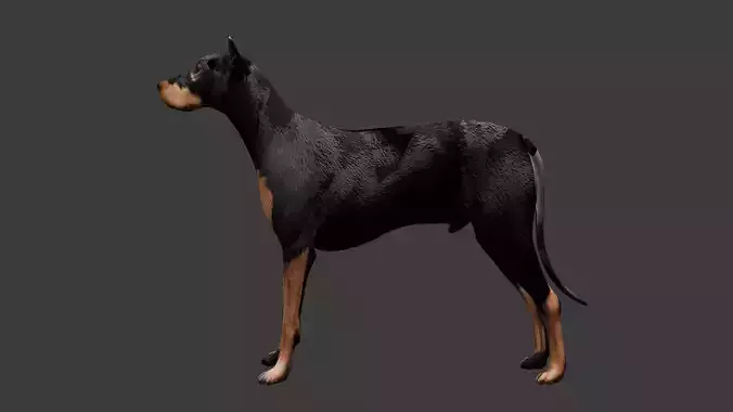 Rottweiler