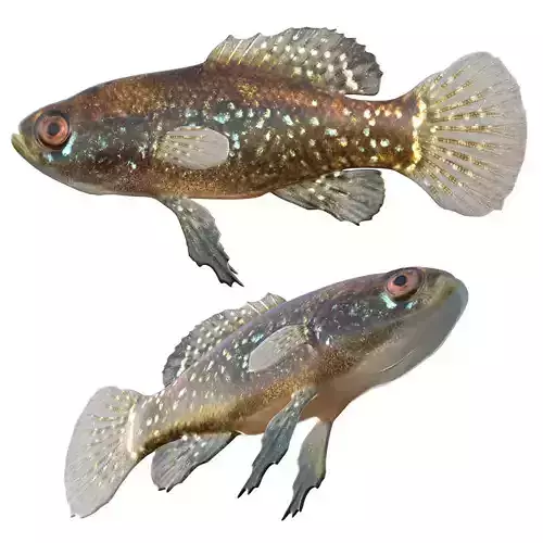 Everglades Pygmy Sunfish