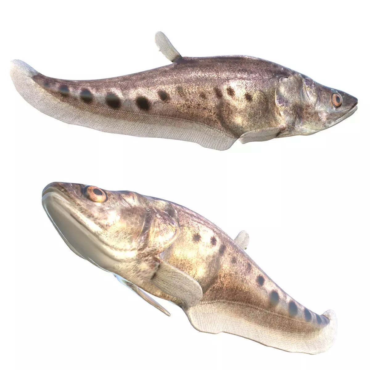 Clown Knifefish 3 Low-poly 3D model