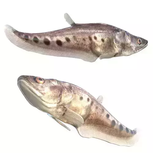 Clown Knifefish 3