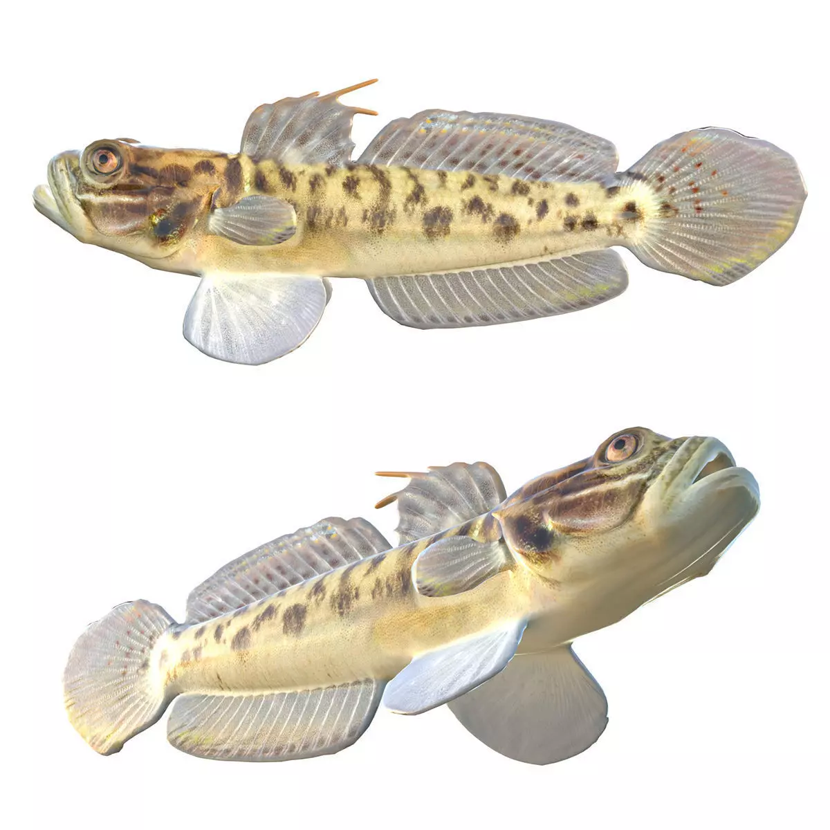 Clown Goby Low-poly 3D model