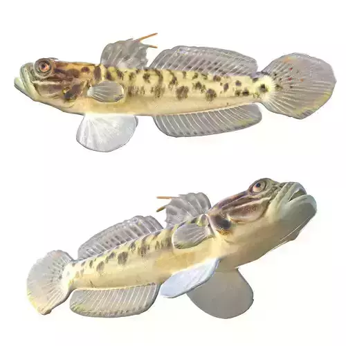 Clown Goby
