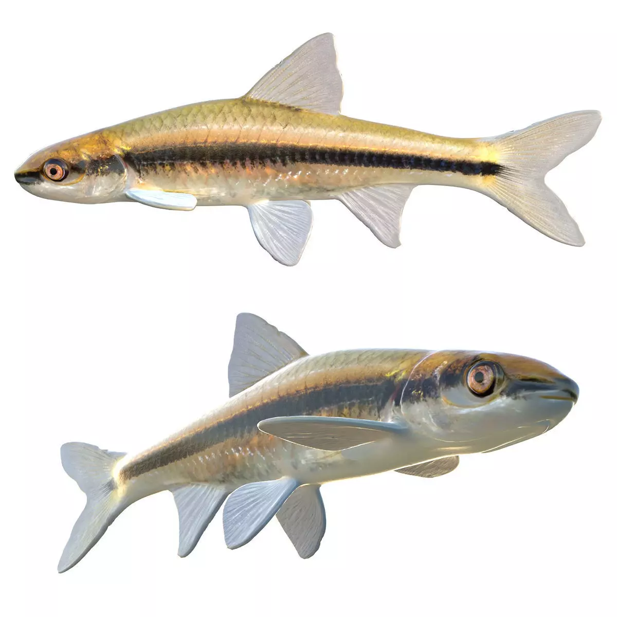 Clear Chub Low-poly 3D model