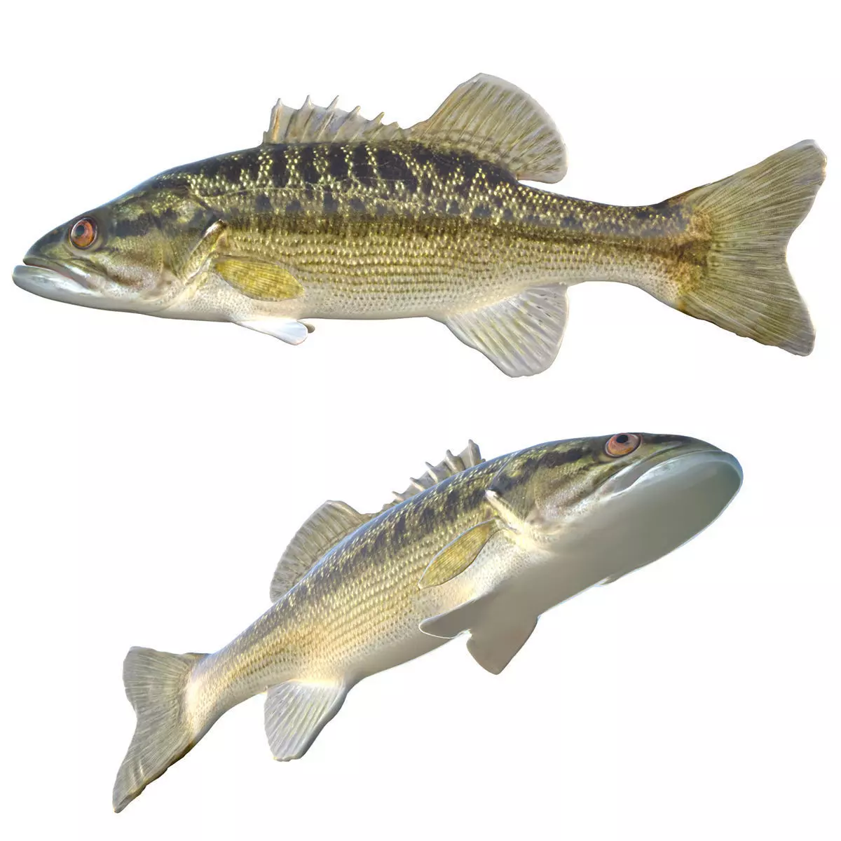 Choctaw Bass Low-poly 3D model