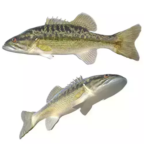 Choctaw Bass