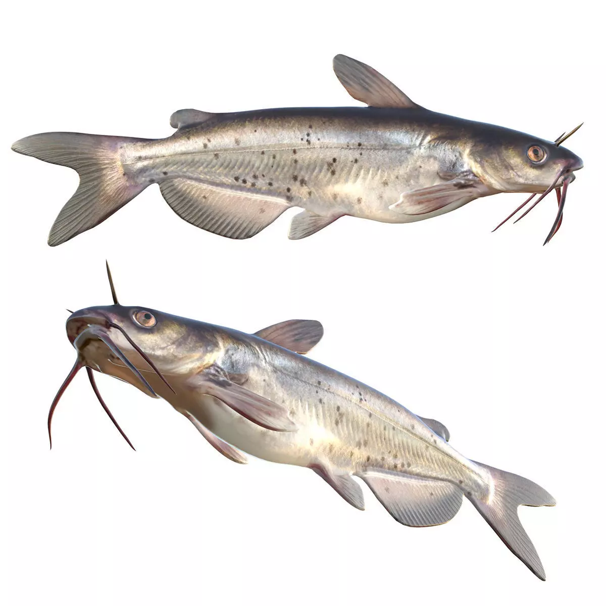 Channel Catfish Low-poly 3D model