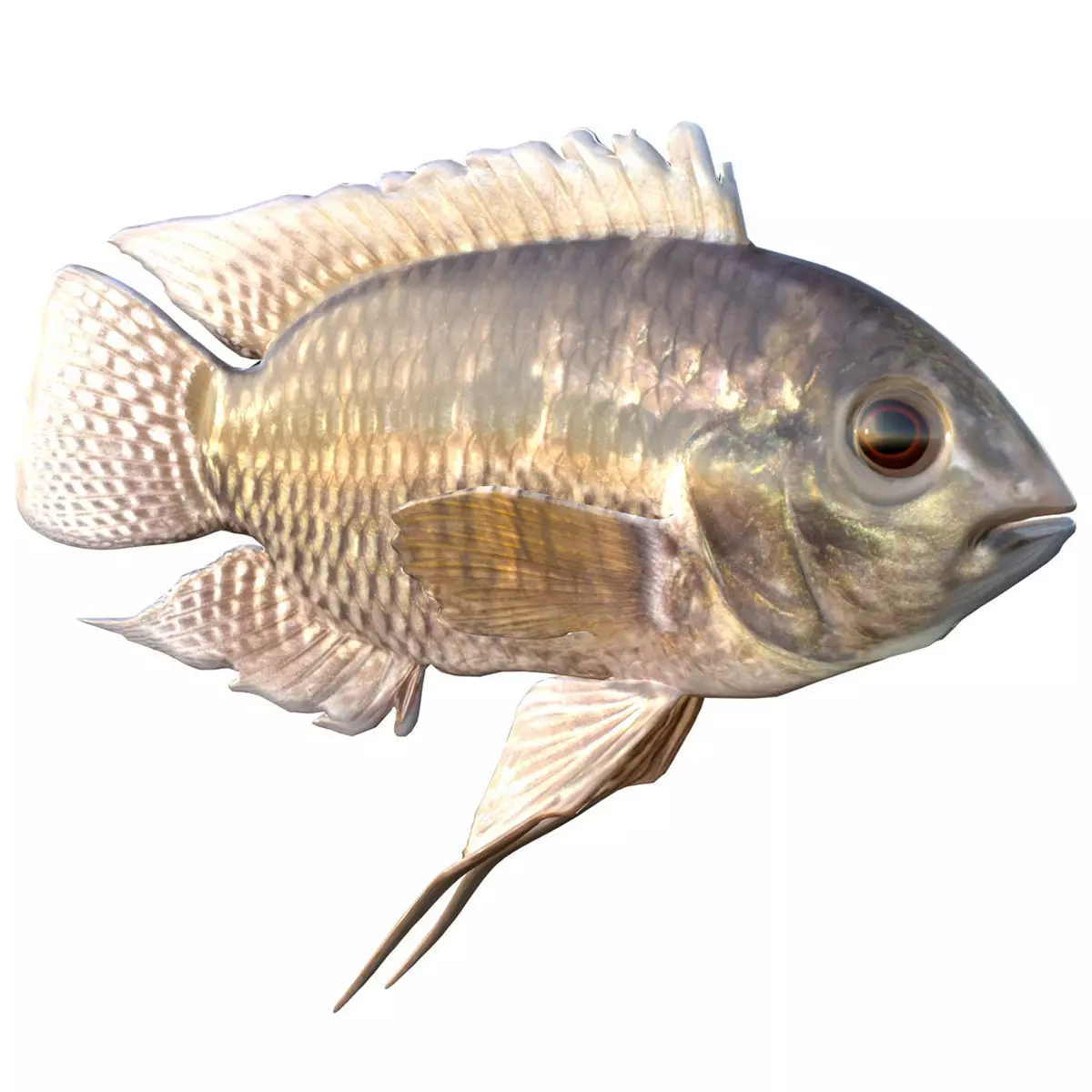 Chanchita Low-poly 3D model