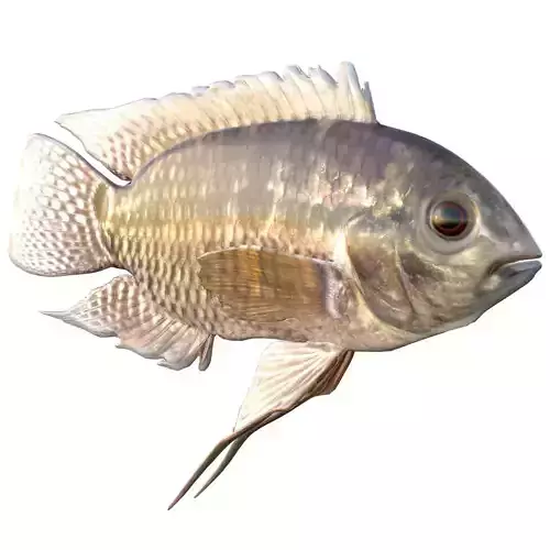 Chanchita
